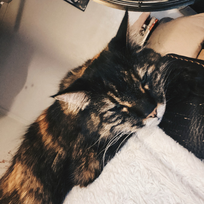 Riverside Cat Sitter photo 3