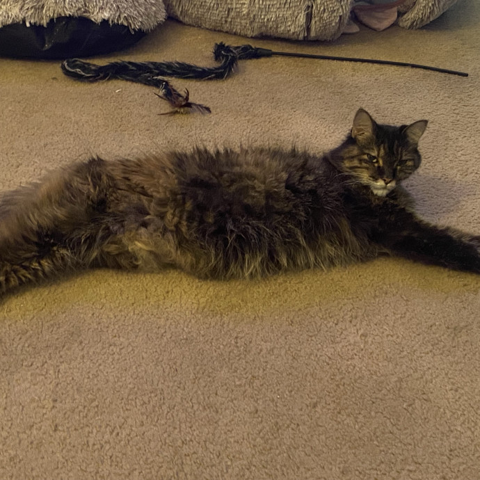 Riverside Cat Sitter photo 2