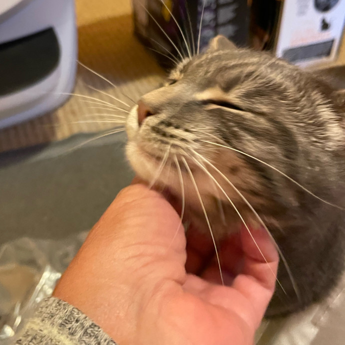 I Luv Cats And They Luv Me For 40 Years
