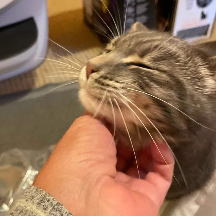 I Luv Cats And They Luv Me For 40 Years