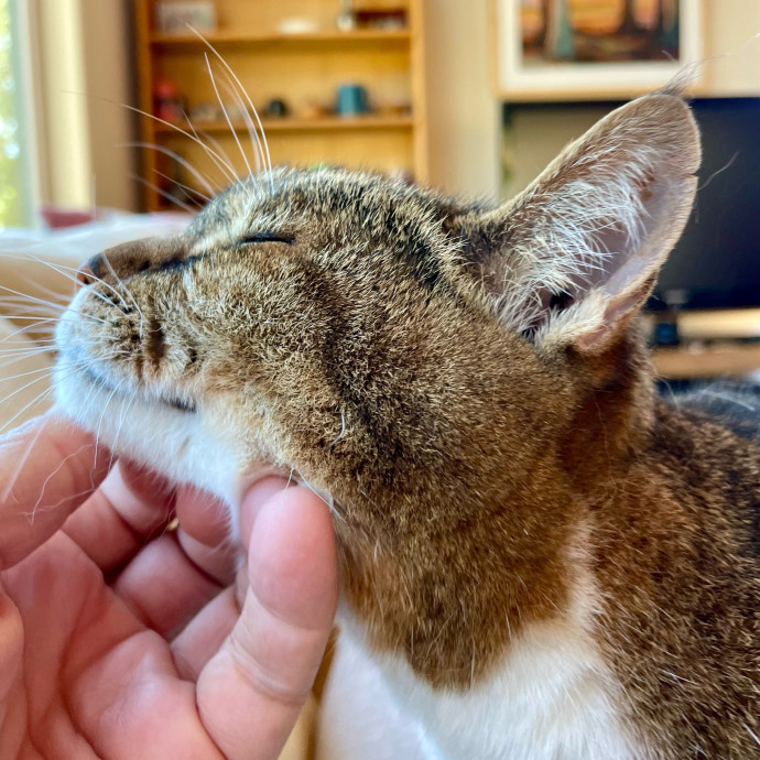 I Luv Cats And They Luv Me For 40 Years