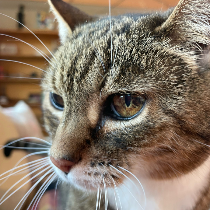 I Luv Cats And They Luv Me For 40 Years