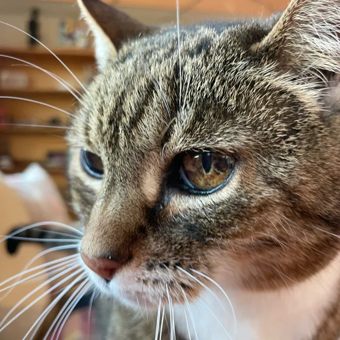 I Luv Cats And They Luv Me For 40 Years