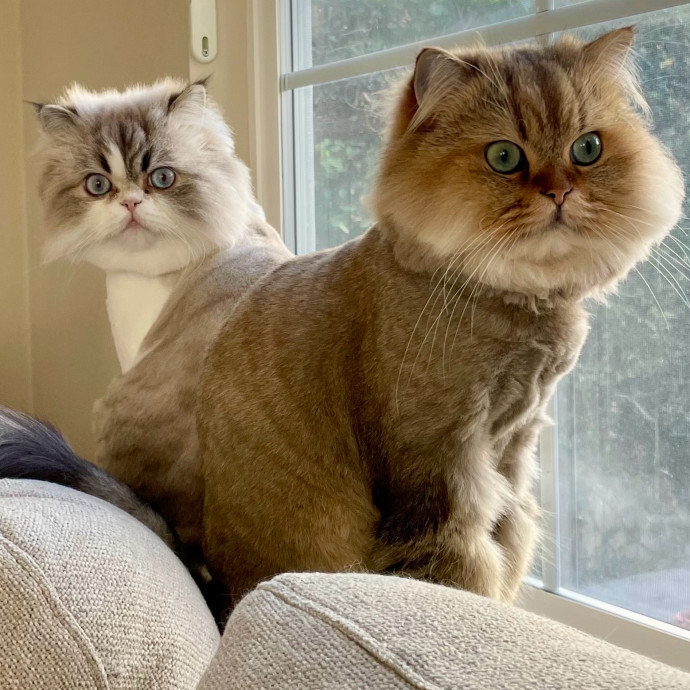 I Luv Cats And They Luv Me For 40 Years