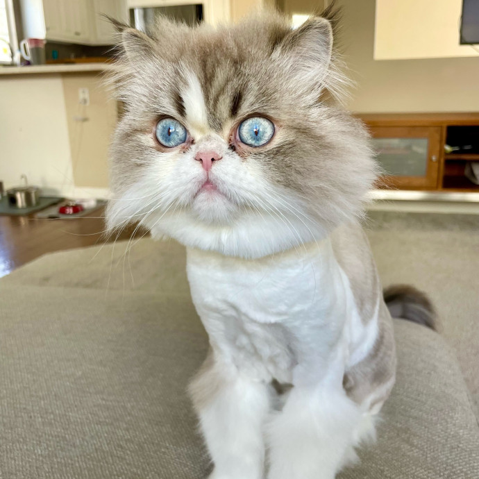 I Luv Cats And They Luv Me For 40 Years