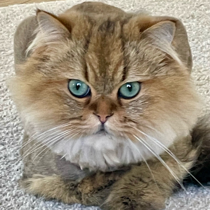 I Luv Cats And They Luv Me For 40 Years
