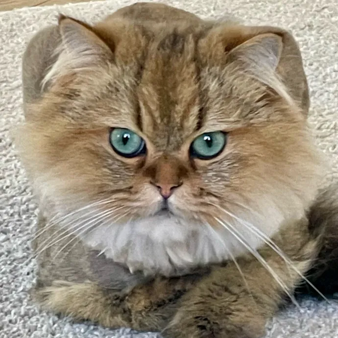 I Luv Cats And They Luv Me For 40 Years
