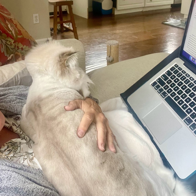 I Luv Cats And They Luv Me For 40 Years
