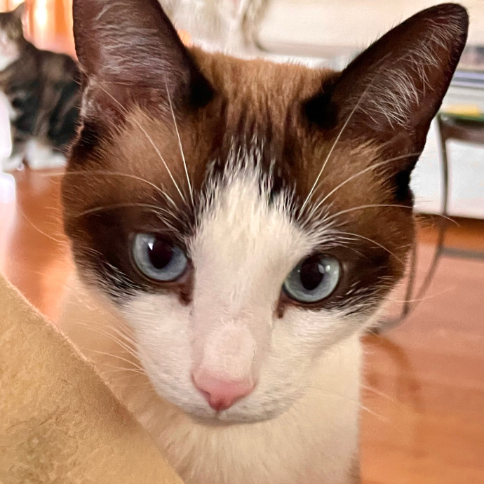 I Luv Cats And They Luv Me For 40 Years