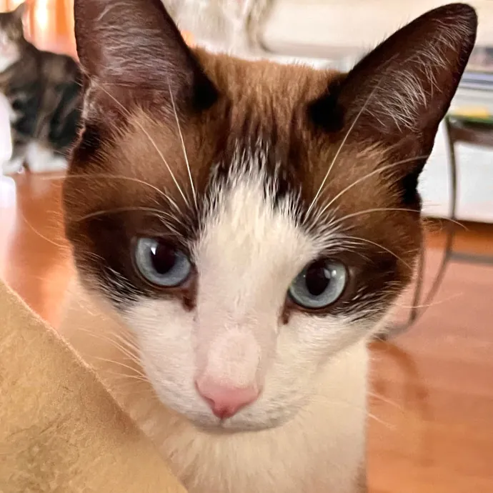 I Luv Cats And They Luv Me For 40 Years