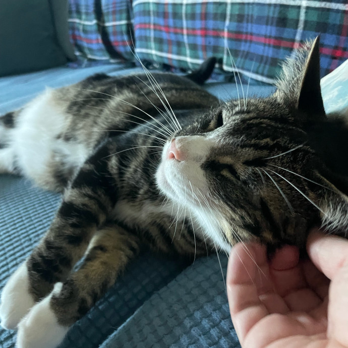 I Luv Cats And They Luv Me For 40 Years
