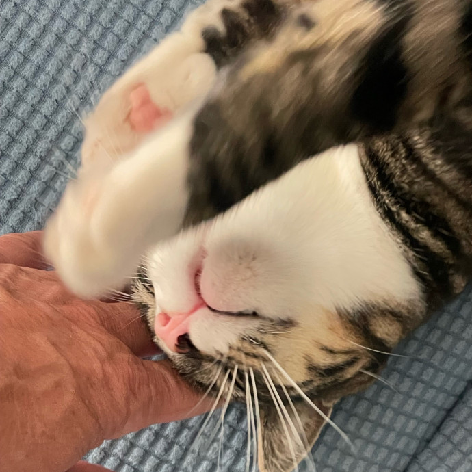 I Luv Cats And They Luv Me For 40 Years