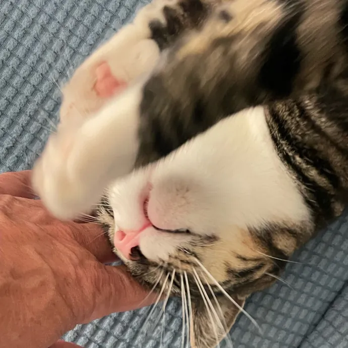 I Luv Cats And They Luv Me For 40 Years