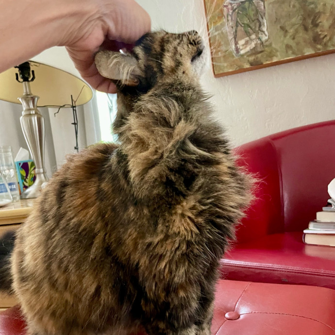 I Luv Cats And They Luv Me For 40 Years