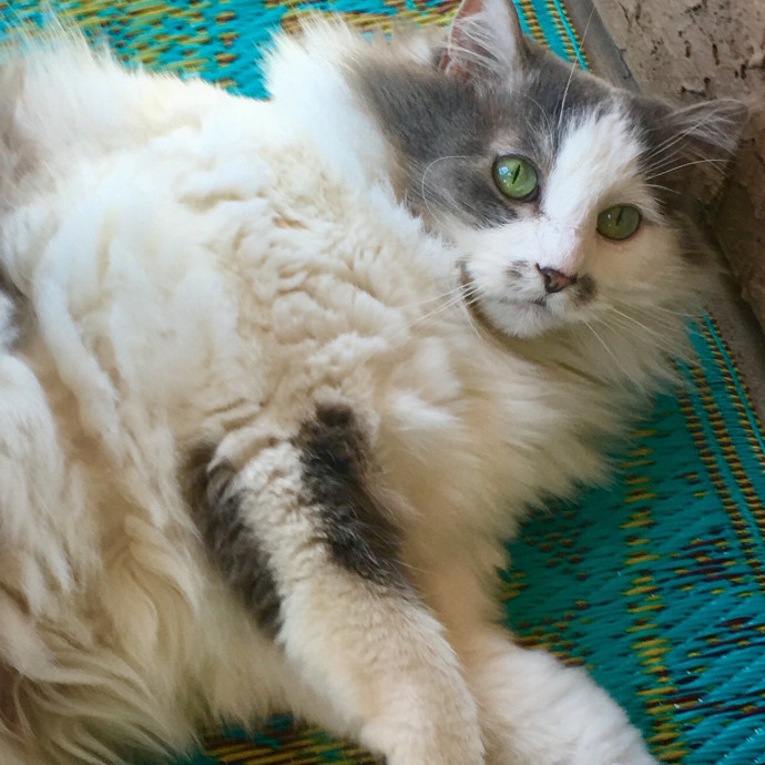 I Luv Cats And They Luv Me For 40 Years
