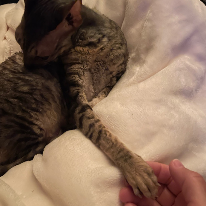 I Luv Cats And They Luv Me For 40 Years photo 3