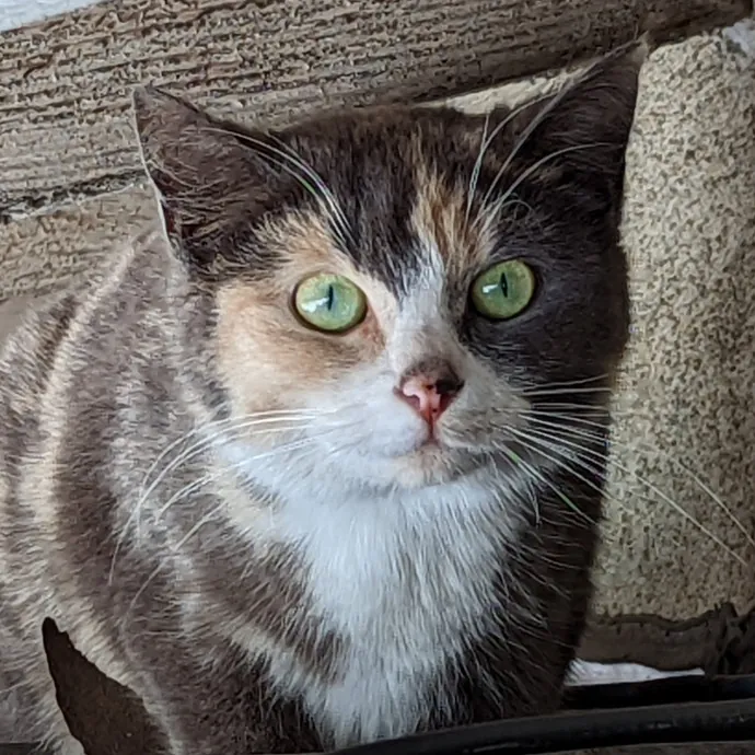 Thee Cat's Meow South Bay photo 4