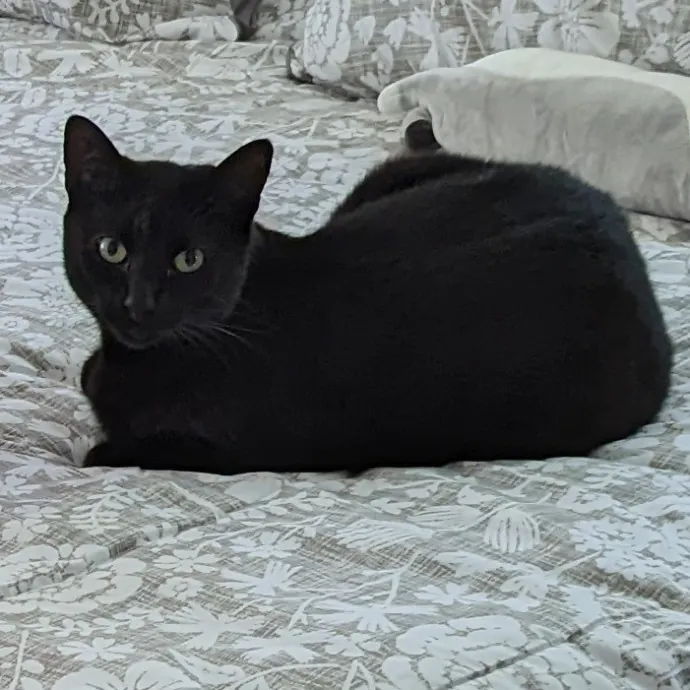 Thee Cat's Meow South Bay photo 3