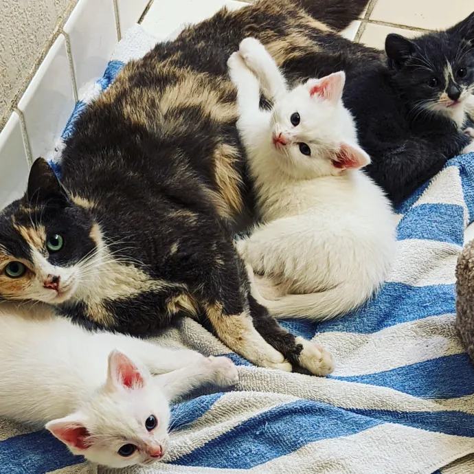 Thee Cat's Meow South Bay photo 2