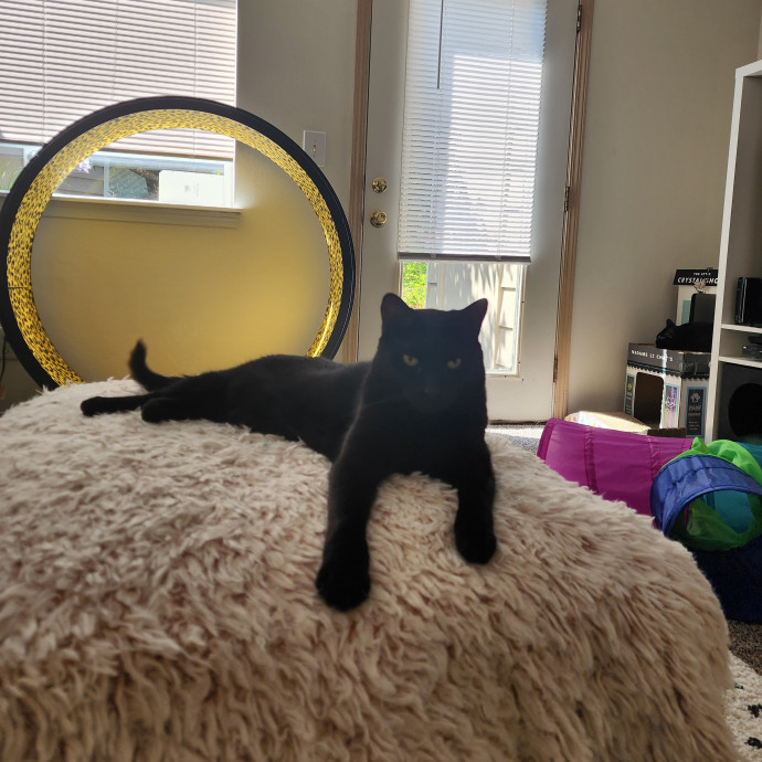 Kaitlen's Kitty Paw Patrol photo 2