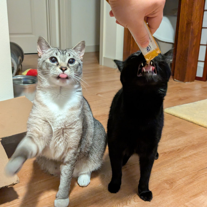 Friend Of All Cats