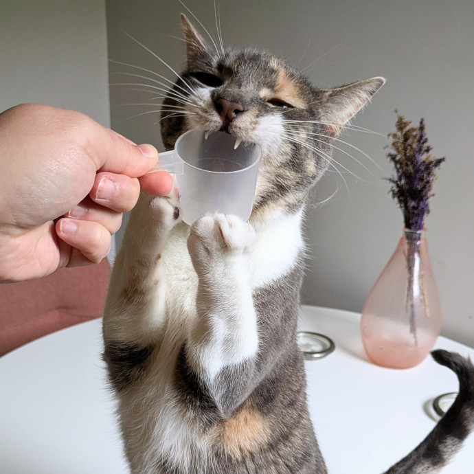 Friend Of All Cats
