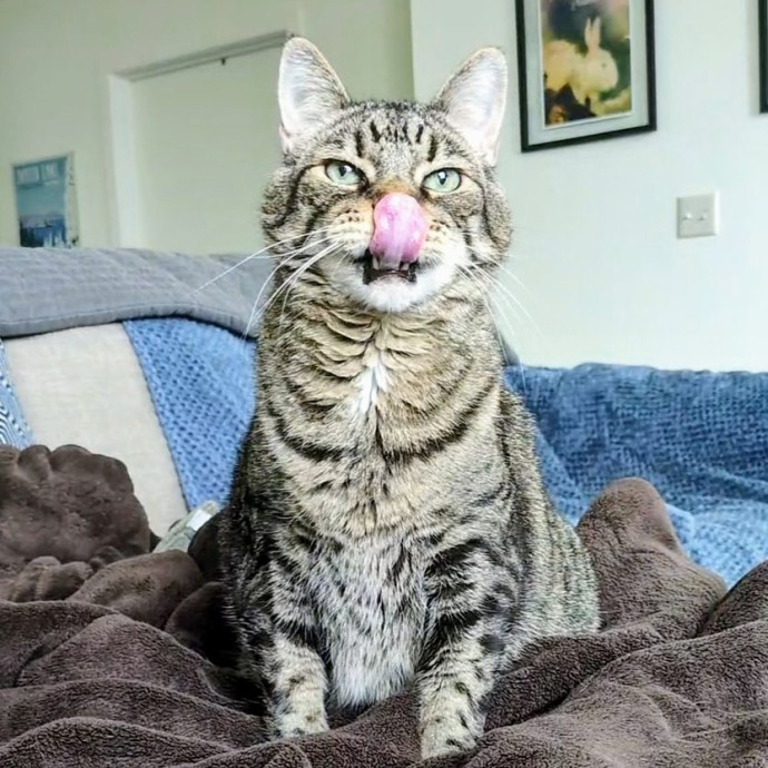 Friend Of All Cats
