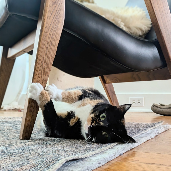 Friend Of All Cats