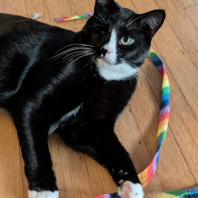 Friend Of All Cats