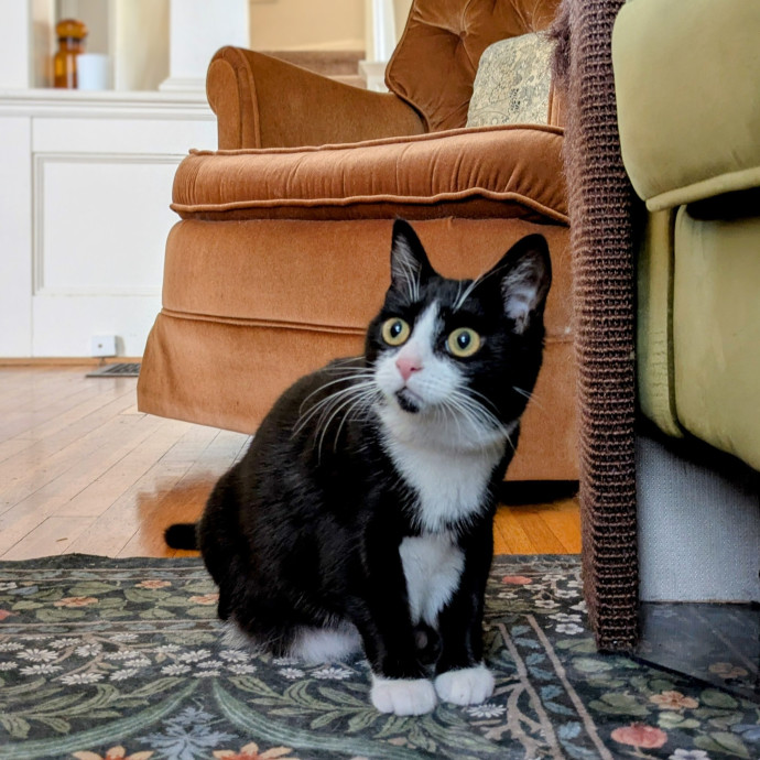 Friend Of All Cats
