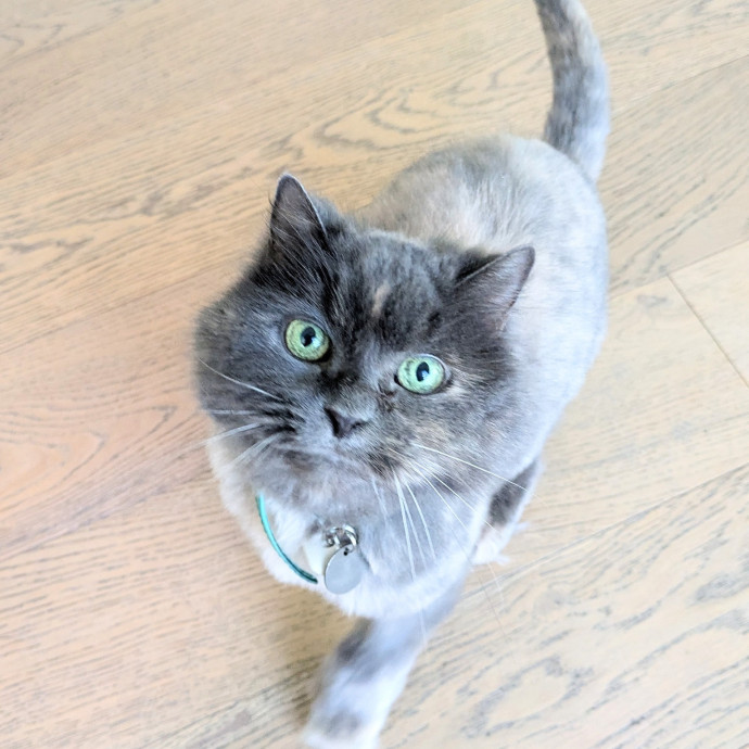 Friend Of All Cats