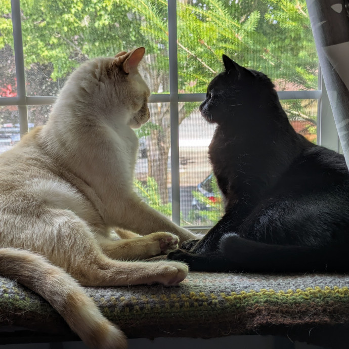 Friend Of All Cats photo 3