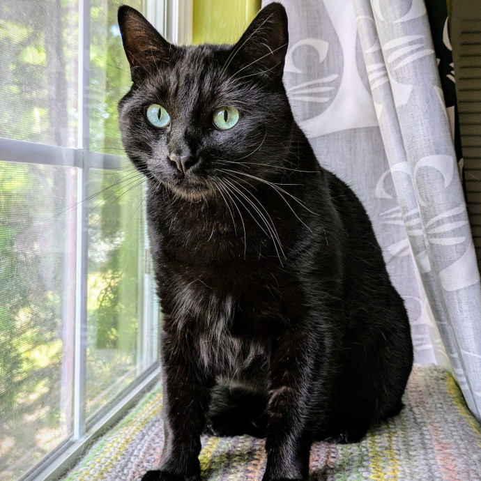 Friend Of All Cats photo 2