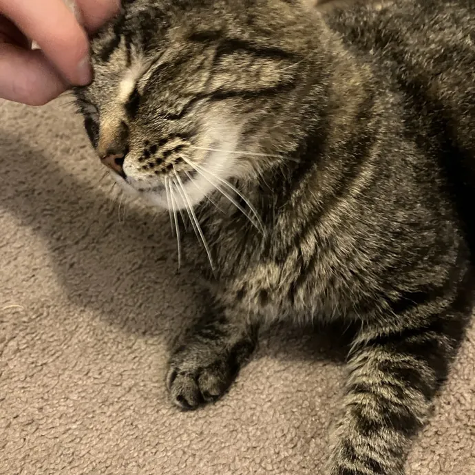 Calm And Kind Cat Sitter