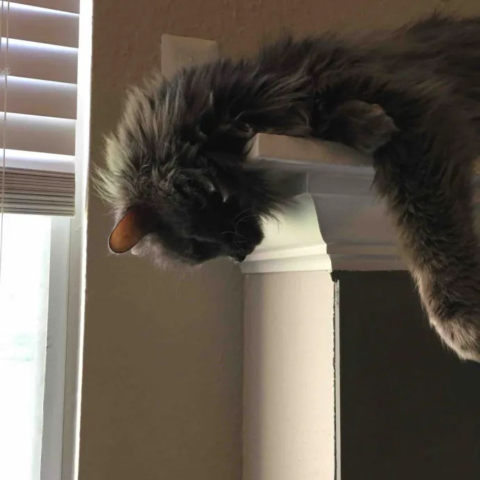 Calm And Kind Cat Sitter