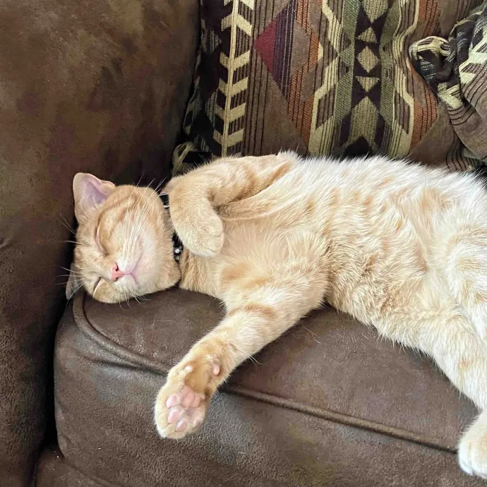 Calm And Kind Cat Sitter