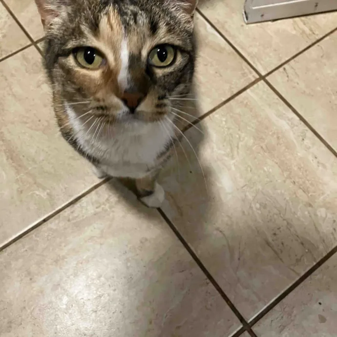 Calm And Kind Cat Sitter