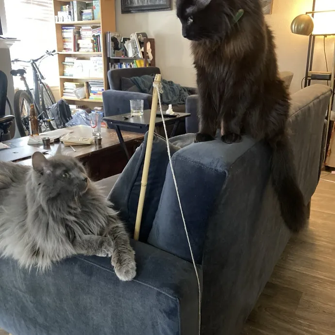 Calm And Kind Cat Sitter