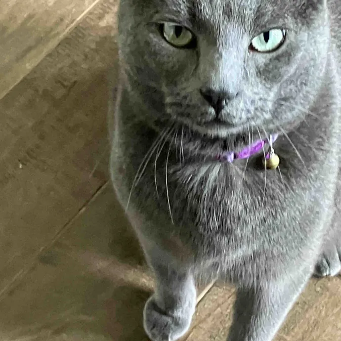 Calm And Kind Cat Sitter