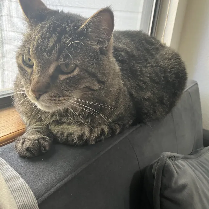 Calm And Kind Cat Sitter