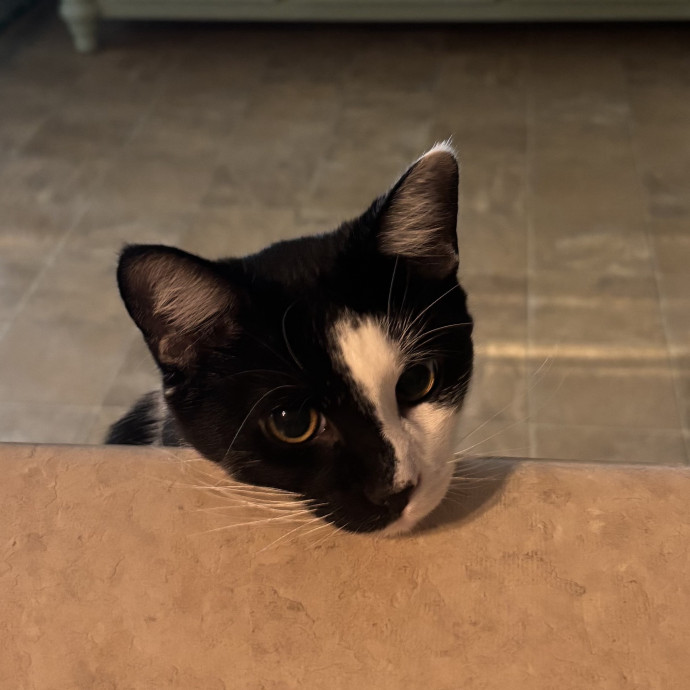 Reliable Cat Care From A Tenured Cat Mom