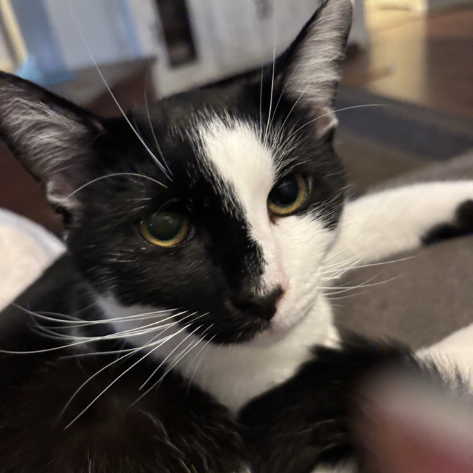 Reliable Cat Care From A Tenured Cat Mom