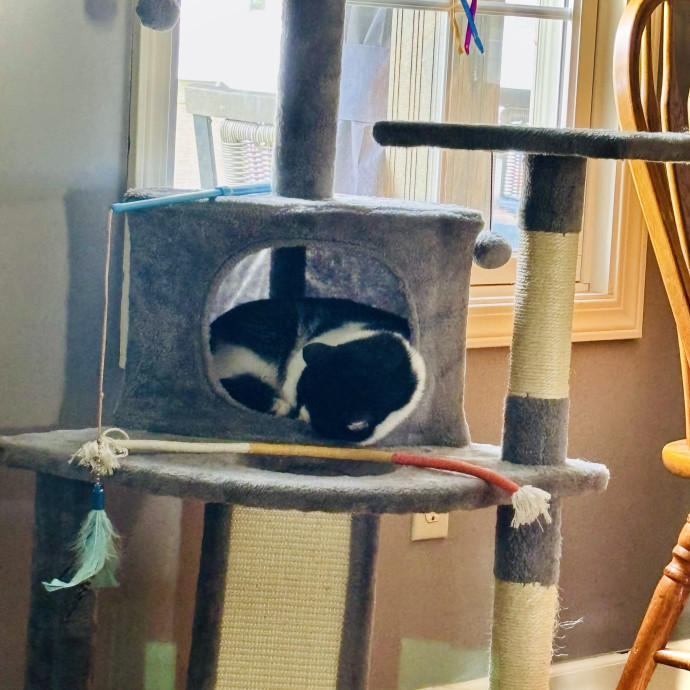 Reliable Cat Care From A Tenured Cat Mom photo 3