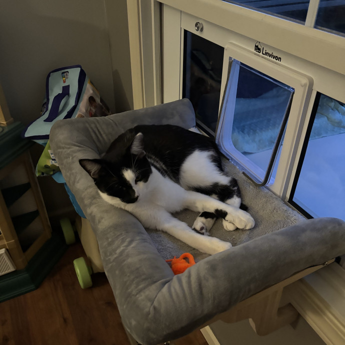 Reliable Cat Care From A Tenured Cat Mom photo 2