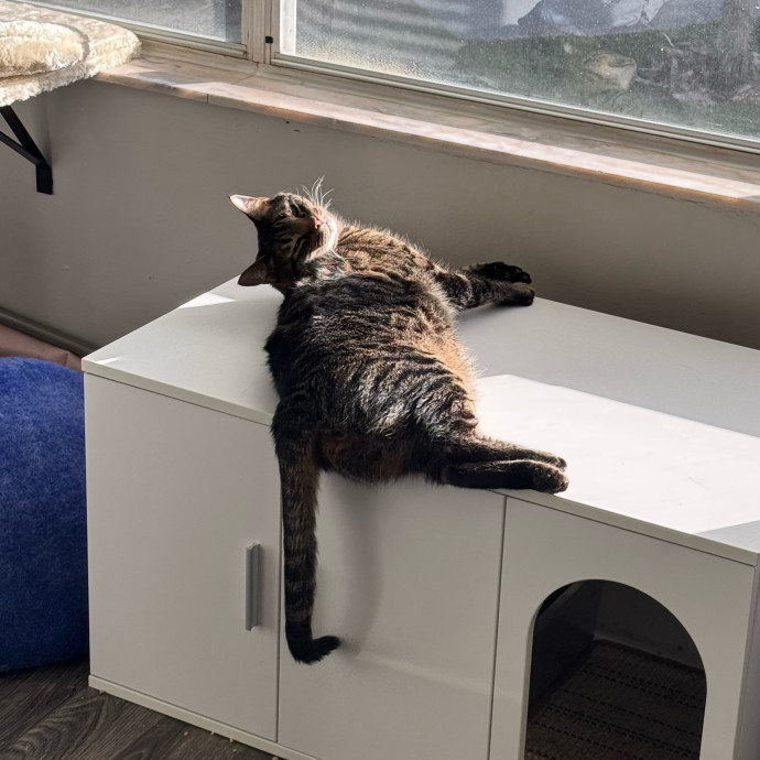 Experienced Cat Dad photo 3