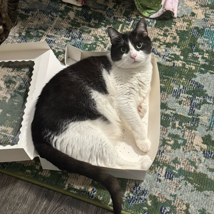 Experienced Cat Dad photo 2