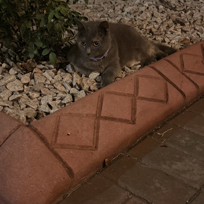 The Purr-Fect Sitter Is Here photo 2