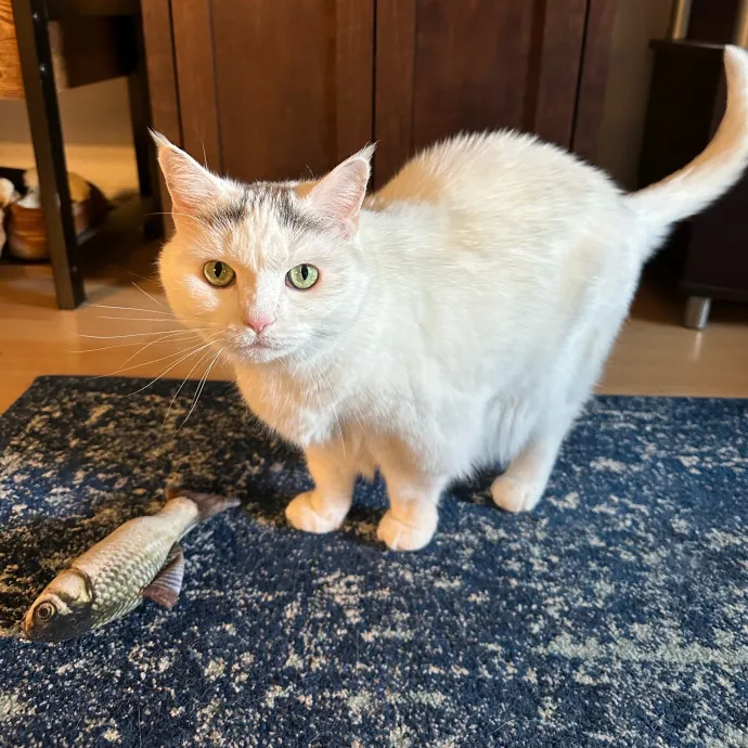 Fur Real I Love Your Cat