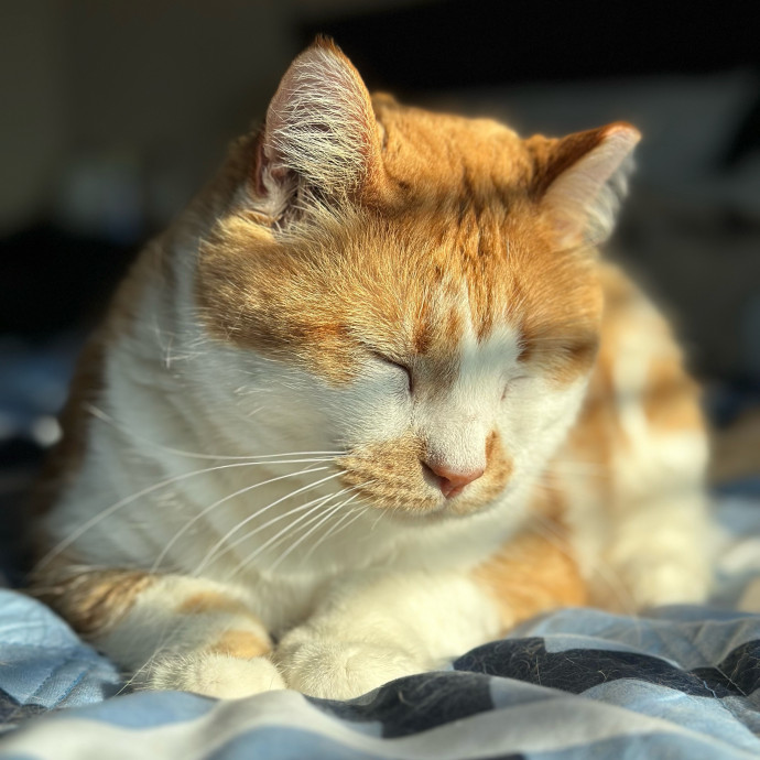 Fur Real I Love Your Cat