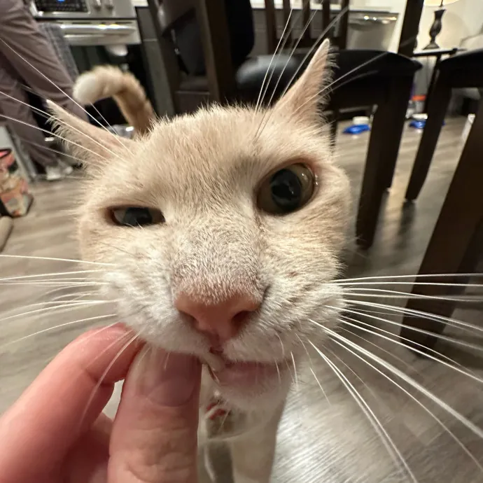 Fur Real I Love Your Cat